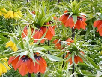 Bulbi Fritillaria